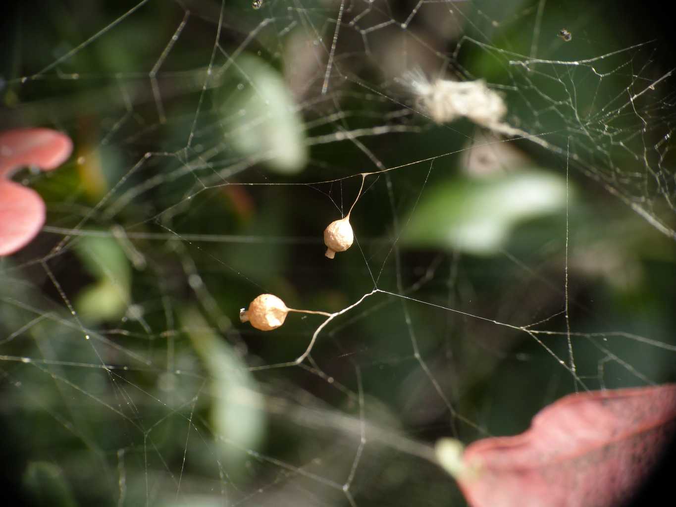 Cyrtophora citricola - Cerveteri (RM)